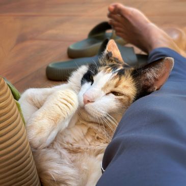 A calico cat resting beside a person's leg on a wooden floor.