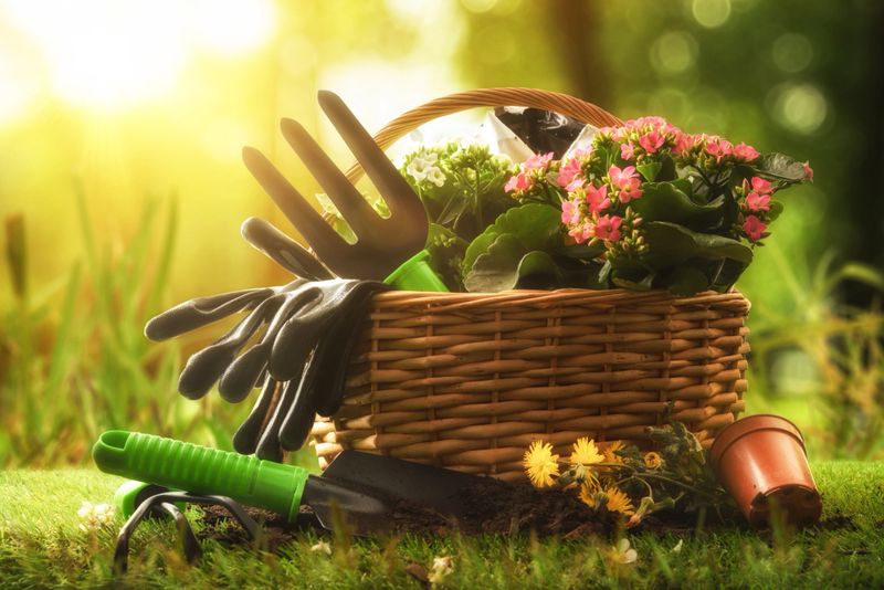 Wicker basket with blooming flowers, gloves, and hand tools on fresh grass in warm sunlight. Concept of spring gardening, planting, and home garden care.