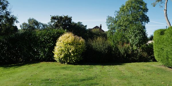 A lush green garden with various bushes and trees under a clear blue sky.