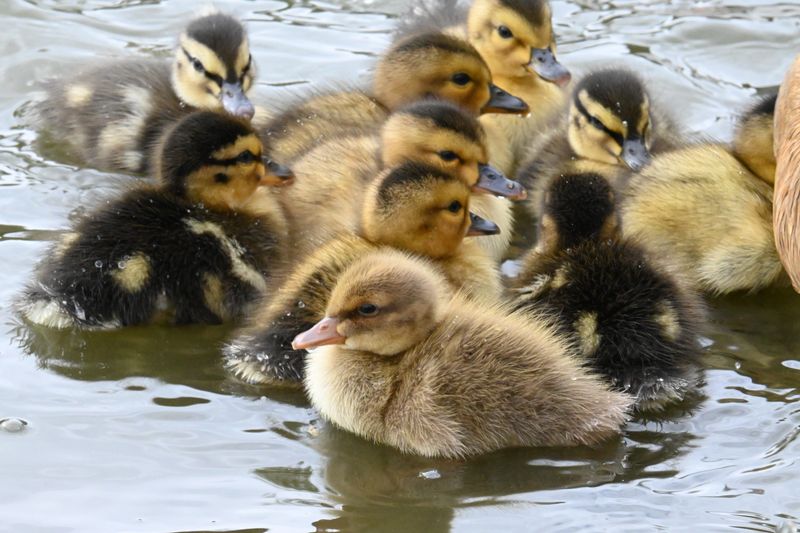 A group of fluffy ducklings swim close together in a calm water surface. The soft light highlights their yellow-brown feathers and the soft texture of their down, creating a sense of warmth, closeness and protection. The shot captures a fragile moment of early childhood in nature, a time of learning, following and shared discovery of the world.