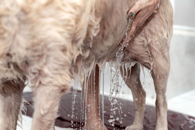 Golden retriever dog taking bath at home. soapy Golden Retriever dog during bath time at home or grooming salon professional pet care, hygiene, and pet shampoo wellness concept.
