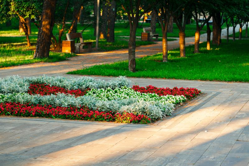 A vibrant flower bed featuring rows of red and white blossoms is bathed in warm sunlight on a paved pathway in a serene park environment