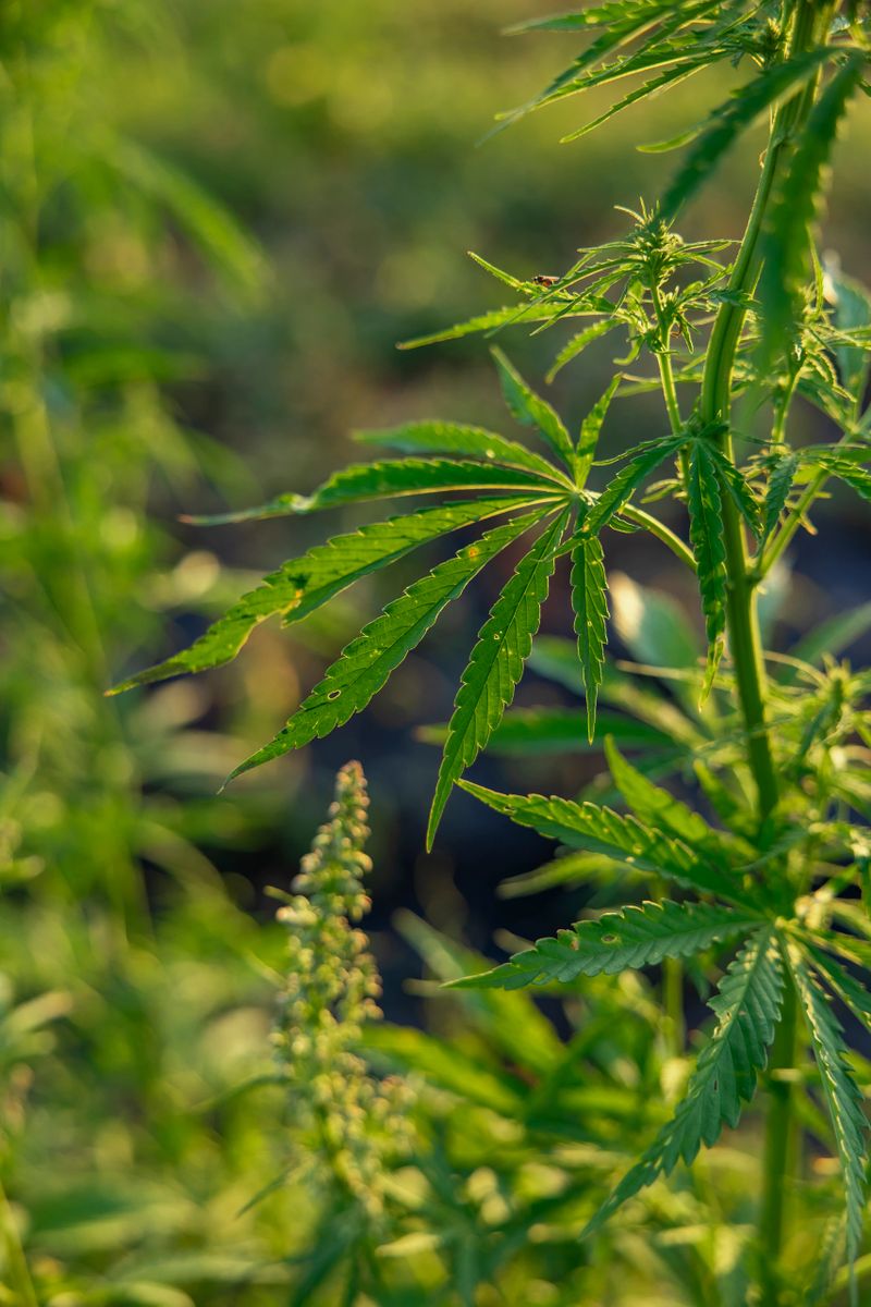 Green cannabis plant growing outdoors, with sharp leaf details in natural light. The image represents a botanical source observed in the context of pharmaceutical and plant science research. Suitable for editorial use, web articles, educational content, scientific publications, and healthcare education materials focused on plant based studies.