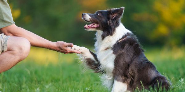 Dog shaking hands with a person outdoors.