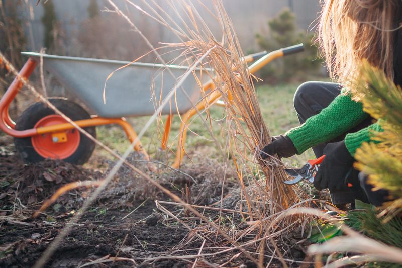 Woman gardener cutting back dry miscanthus ornamental grass in spring garden. Cleaning flower beds pruning stems and putting them in wheelbarrow.