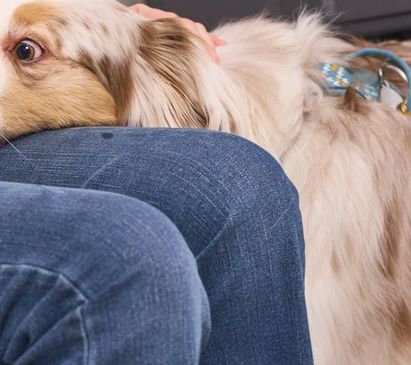 A dog resting its head on a person's lap wearing jeans.