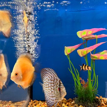 Colorful fish swimming in a decorated aquarium with vibrant plants.
