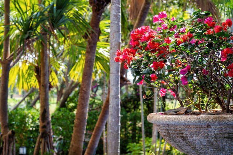 Vibrant bougainvillea flowers in a stone planter, bathed in warm sunlight. Lush tropical foliage creates a serene, exotic garden atmosphere
