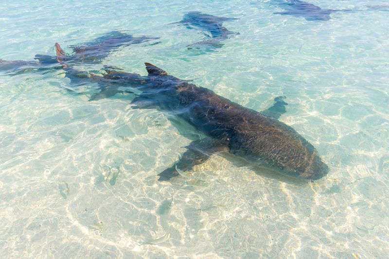Great white shark glides through shallow, crystal-clear waters. Sunlight dances on the sandy ocean floor below. The shark moves calmly, undisturbed by its surroundings