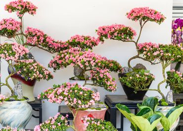 Beautiful bonsai trees with pink flowers on display.