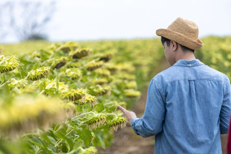 sunflower, agriculture, farmer, agronomy, crop, Young startup man uses pipette sampling and field testing to check disease risk, quality control, yield tracking, harvest seeds and oil production
