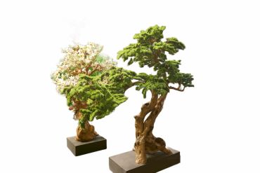 Two bonsai trees on square bases.