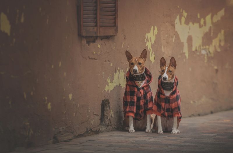 Two Basenji dogs wearing plaid jackets sitting together in an old urban alley. Stylish pets in matching clothes with copy space.