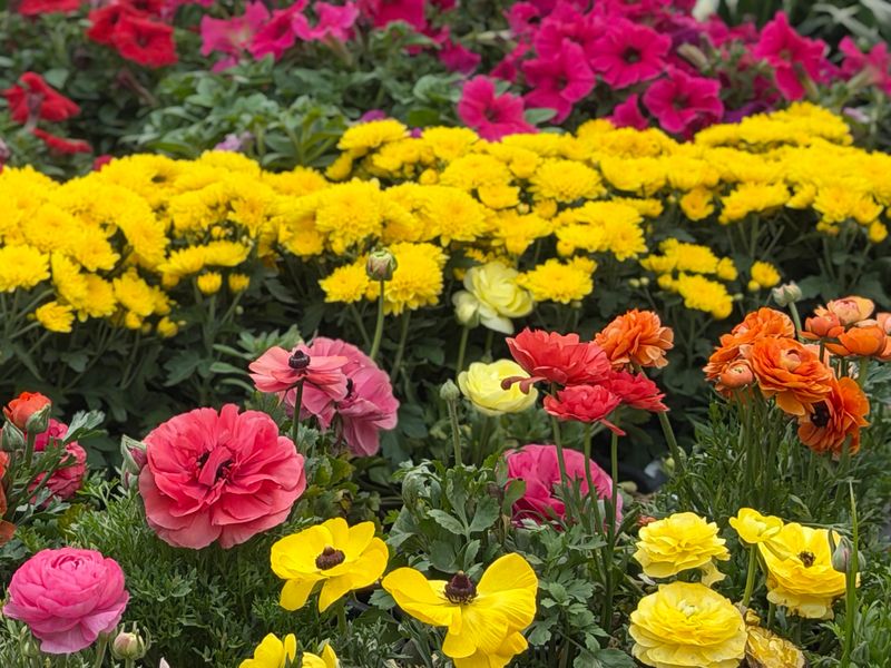 Stock photo showing close-up view of rows of potted red, pink, orange and yellow ranunculus and chrysanthemums.