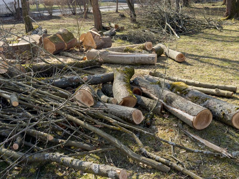 Tree felling in spring in a residential area