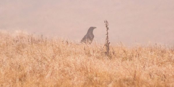 A solitary bird stands amid dry grass in a misty field.