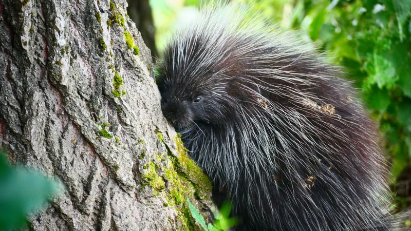 Plan rapproché d'un porc-épic se frottant à un arbre