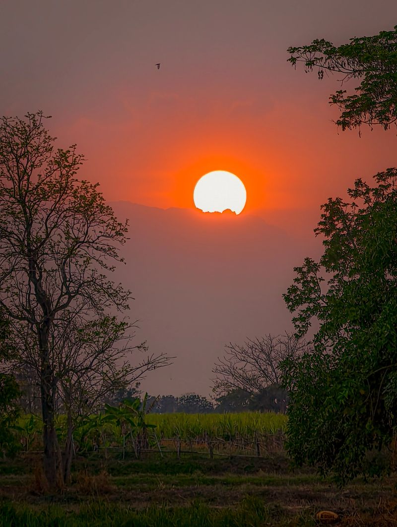 Beautiful sunrise over the rural rice field golden sun shining through clouds with dramatic sky.