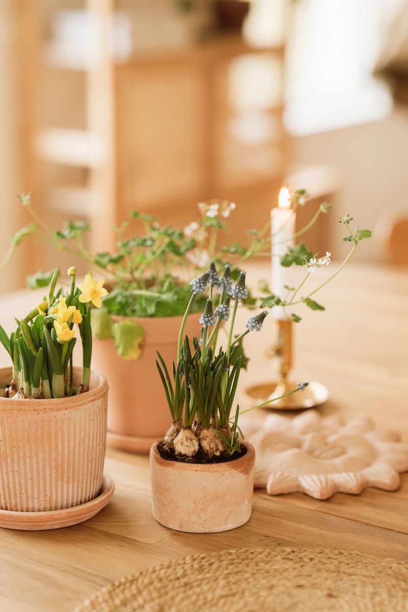 Flower arrangement on table at home grape hyacinth, daffodil, and scented geranium spring still life