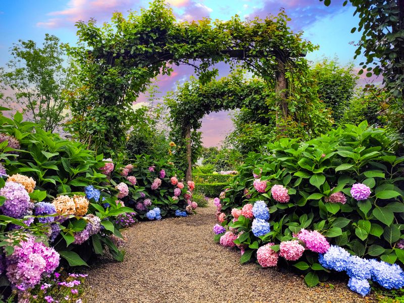 A garden filled with hydrangeas of various colors
