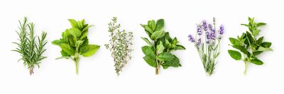 Six different fresh herbs on a white background.