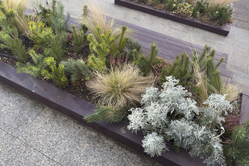 Plants grow in raised planters on a city street. Various types of greenery are present against a gray pavement backdrop on a sunny day.