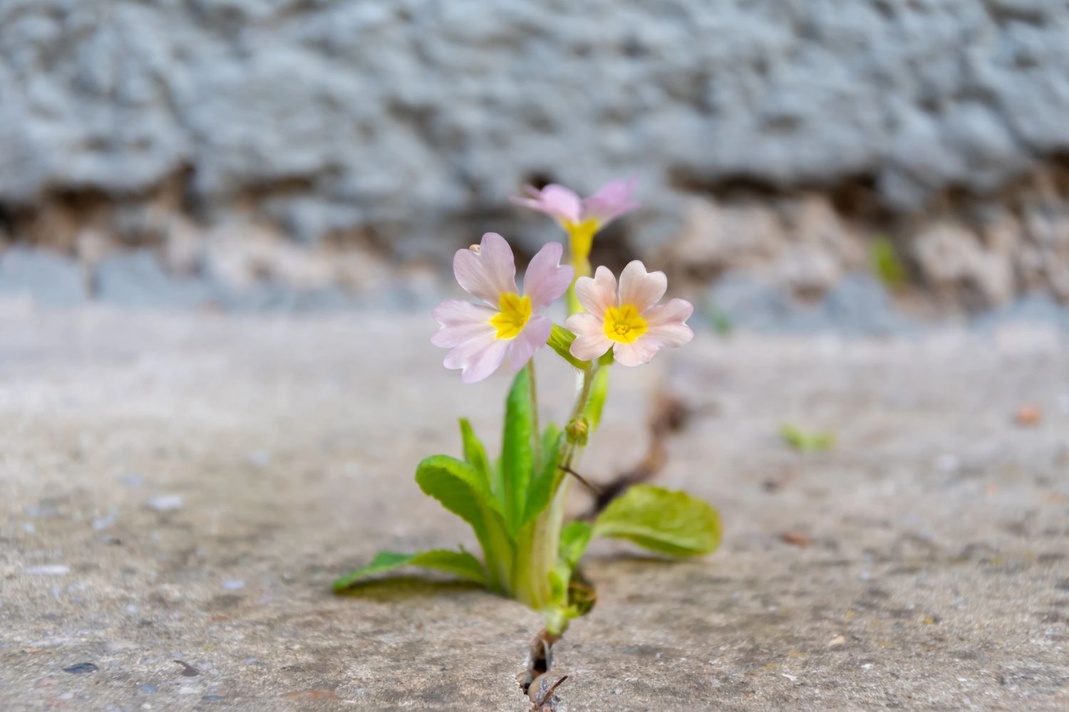 Delicate flowers blooming through a crack in concrete.