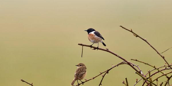 Two small birds perched on thin branches against a soft green background.