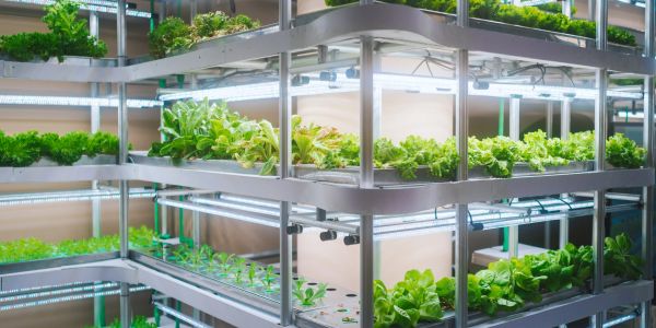 Indoor vertical hydroponic farming setup.