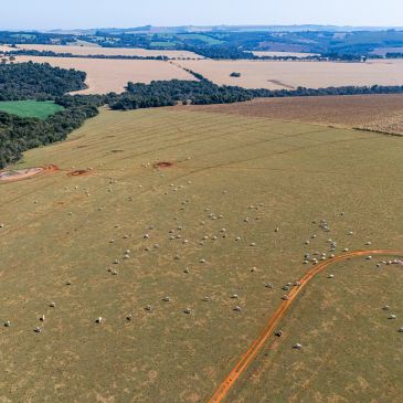 Campo aberto com gado pastando e estrada de terra.