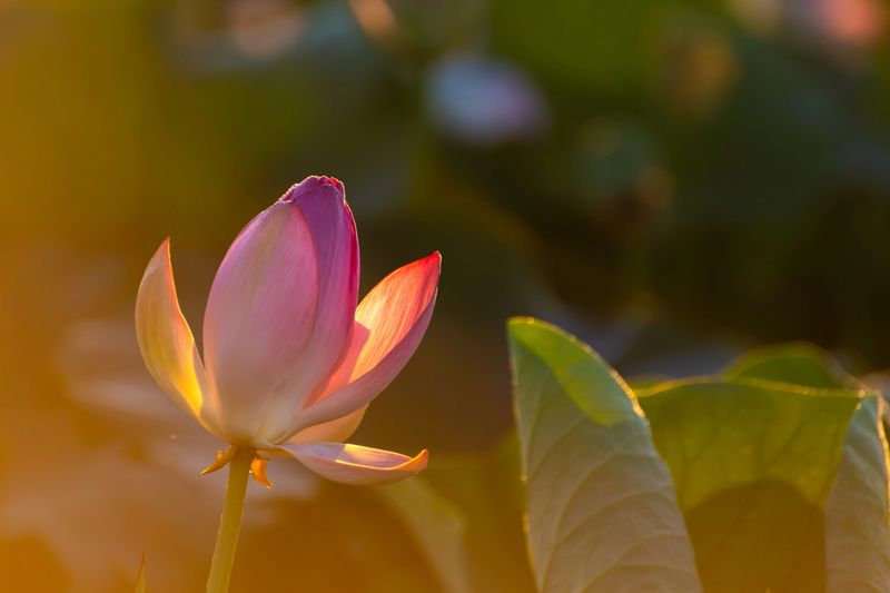 Blooming pink lotus with morning dew at sunrise. Beautiful summer nature. Macro image, shallow depth of field