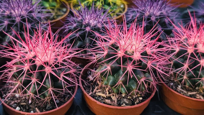 A striking close-up of several small decorative cacti (Mammillaria) featuring artificially colored spines in neon pink and deep purple. The image highlights the sharp geometric patterns of the white areoles against the dark green succulent bodies. Perfect for festive plant gift ideas, creative home decor concepts, and eye-catching botanical backgrounds.
