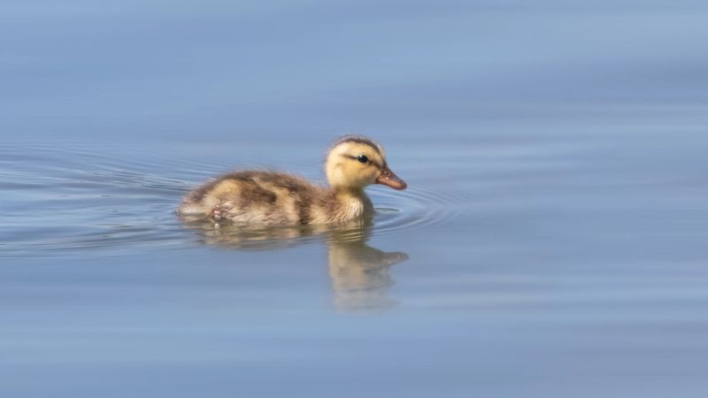 Close-up of baby duck on serene water showing fluffy yellow and brown feathers shining in sunlight