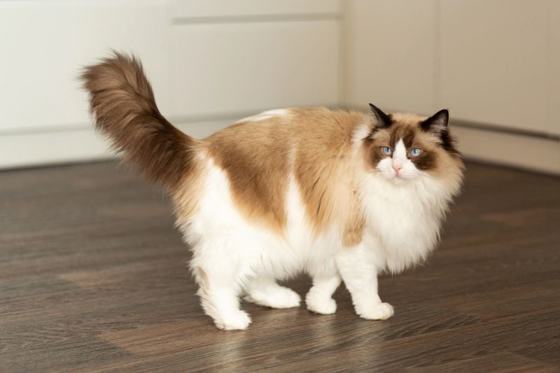 fluffy domestic ragdoll cat sitting peacefully at home.