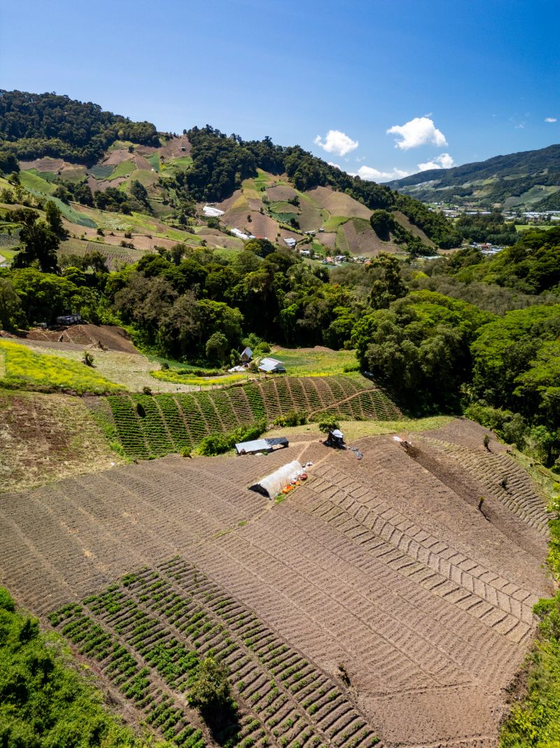 Terraced vegetable fields on lush Chiriquí hillsides under a bright blue sky, sustainable farming in rural Panama - stock photo