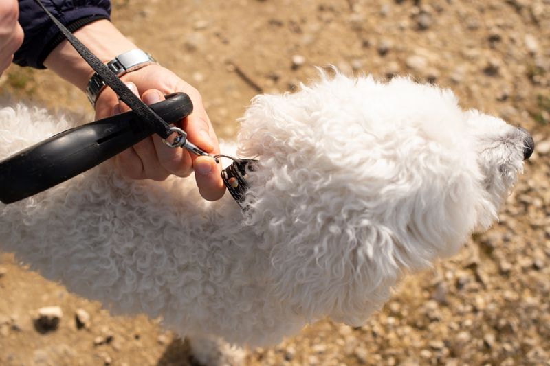 A detailed view of a person's hands connecting a black leash to the collar of a Bichon Frise dog. The action takes place outdoors on a sunny day.