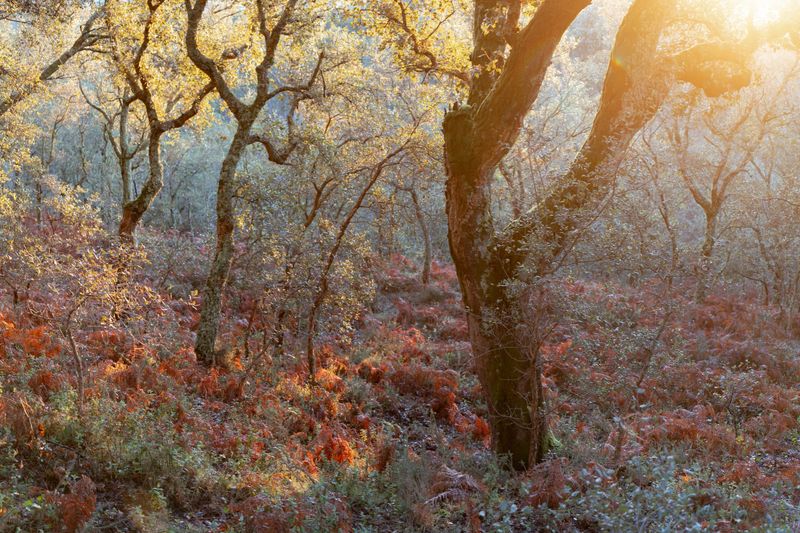 Golden sunlight illuminating oak trees and ferns on a forest floor during autumn