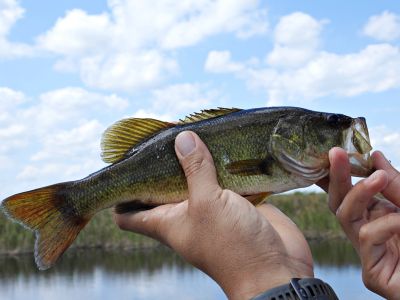 Person holding a fish near a lake.