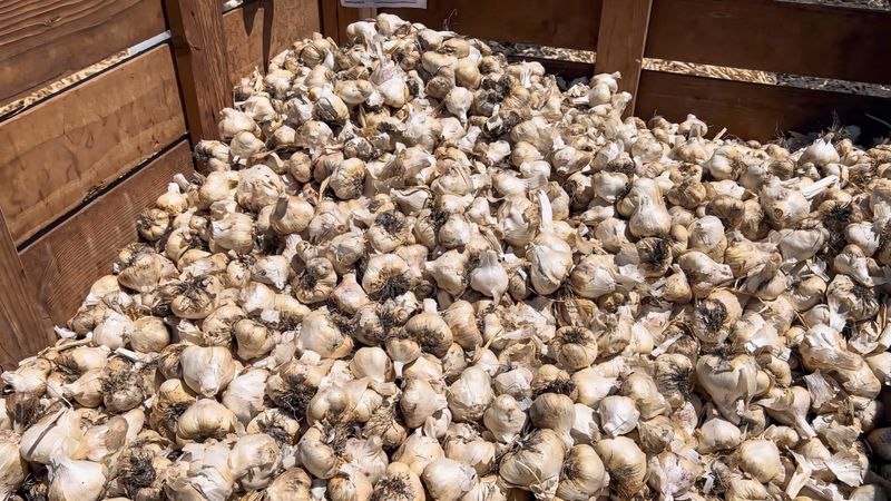 Garlic harvesting and storage process for export