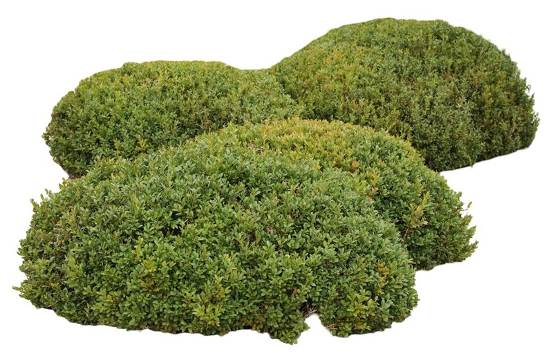 These bushes appear in a garden style, showing a lush green color. The isolated cut out allows for easy use in design projects and landscaping ideas