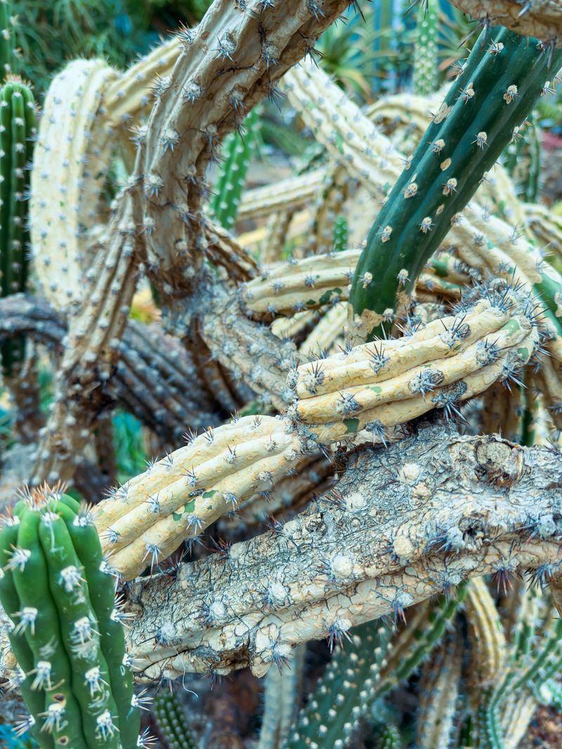 A group of cacti is seen arranged together in a garden. They have different shapes and colors, showing a mix of green and yellow tones. Sunlight shines on them.