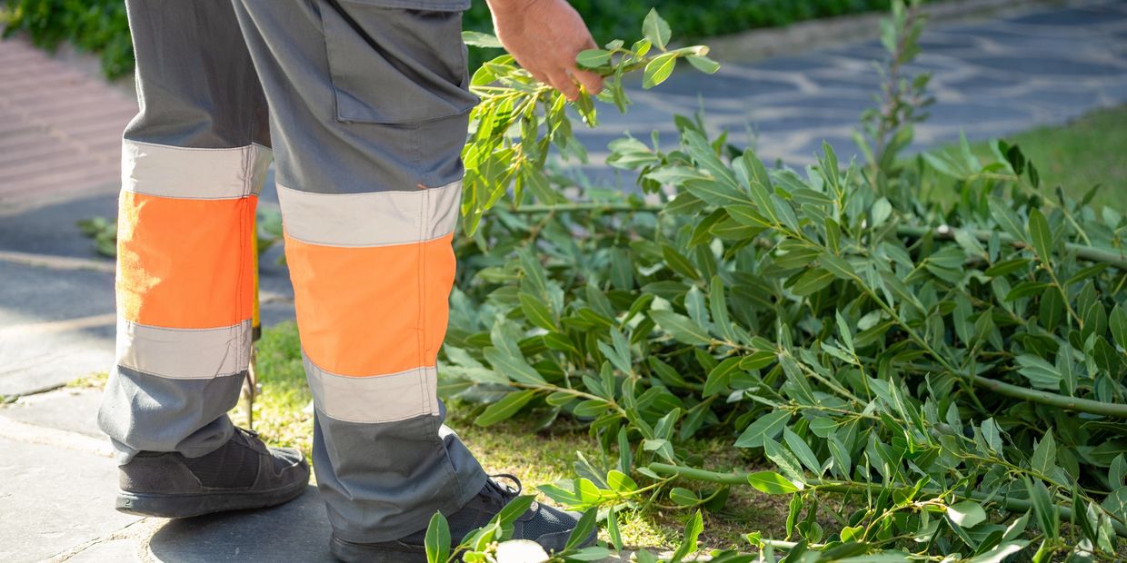 Worker handling freshly cut green branches outdoors.