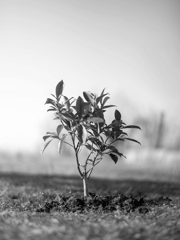 A young plant growing in soil in a natural outdoor setting.