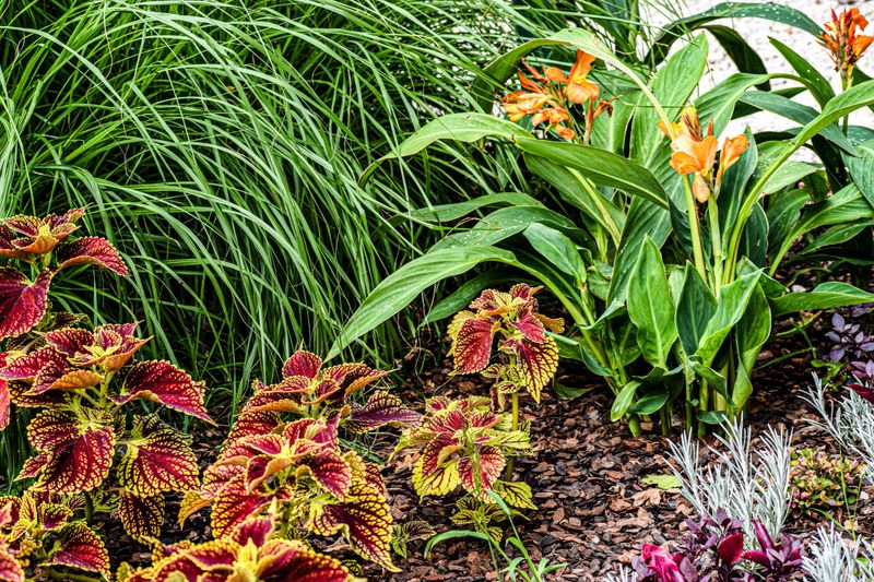 A lush garden bed features a striking combination of deep red and yellow coleus plants alongside bright orange canna lilies and feathery ornamental grasses