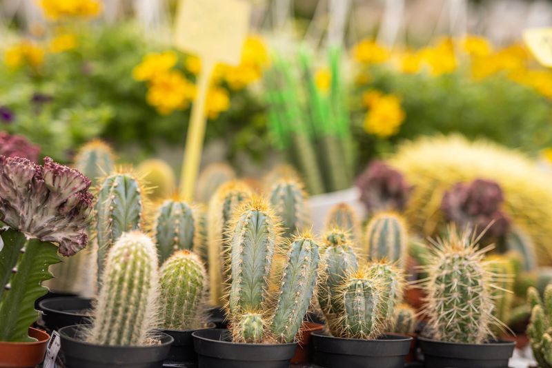 Various potted cacti ready for sale in a flower shop, representing plant retail, indoor plants, home decor, gardening, and urban lifestyle.