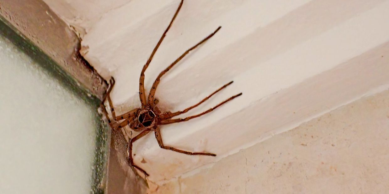 A large spider resting in a corner ceiling.
