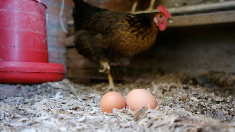 Brown chicken eggs resting on wood chips inside a chicken coop with a hen in the background, symbolizing sustainable and ethical organic farming practices for poultry and natural food production