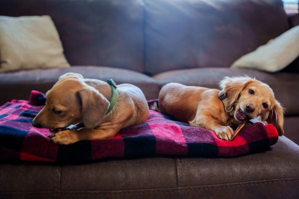 Two dogs chewing on treats on a blanket.