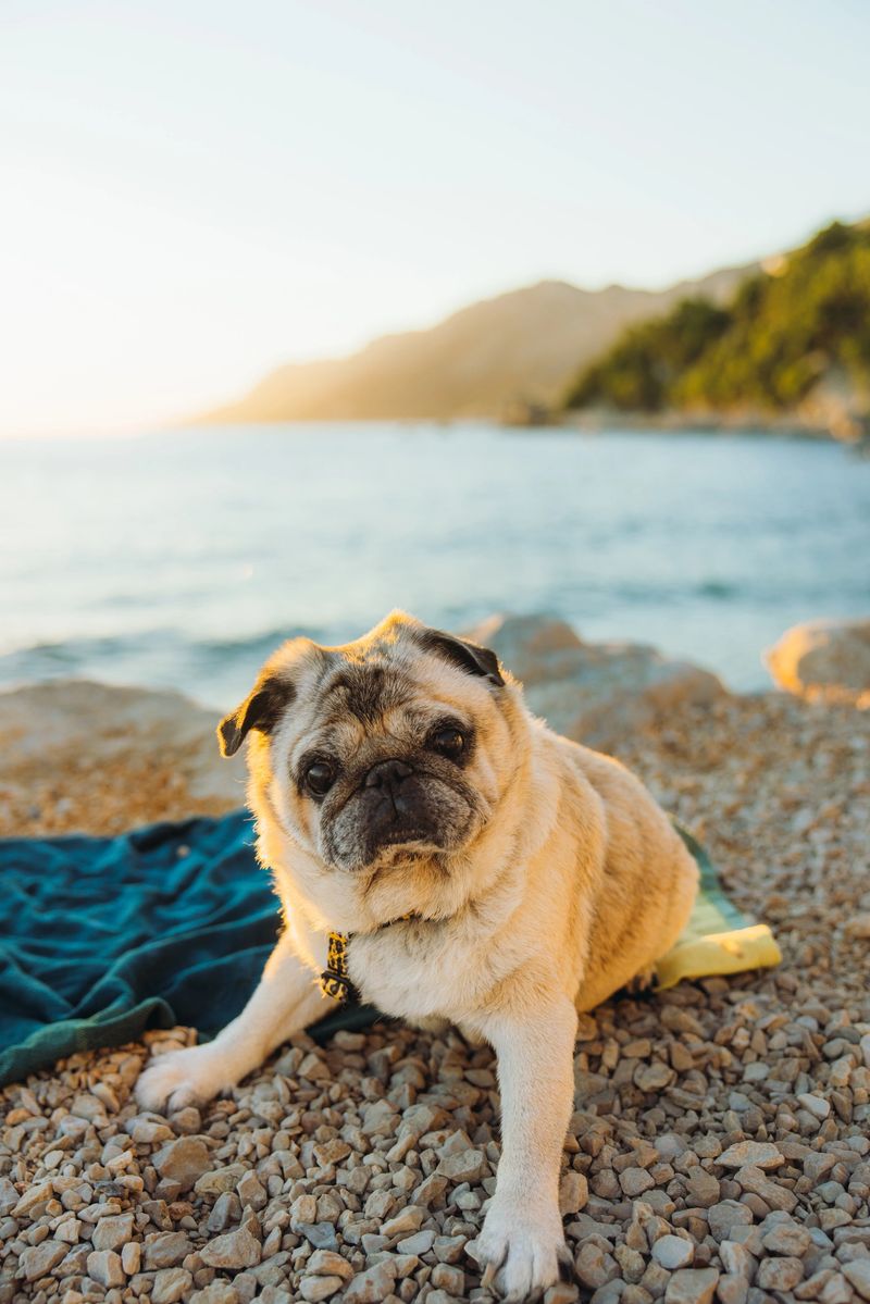 Portrait of small cute pug relaxing by the seacoast of Brela, Makarska Riviera, Croatia
