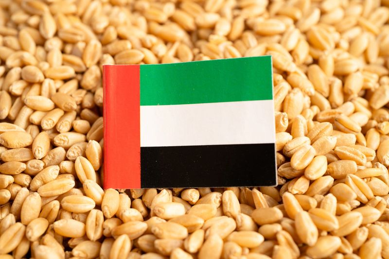 Grains wheat with UAE United Arab Emirates flag, trade export and economy.